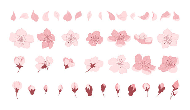 Sakura cherry blossom. Japanese cherry petals, falling spring flowers and sakura season vector icons set