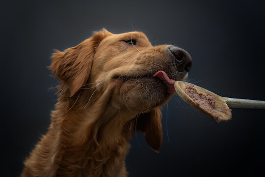 golden retriever dog