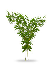 Bamboo. Isolated tree on white background. Images of high resolution bamboo tree for design or graphic work.