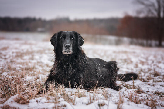black dog in snow