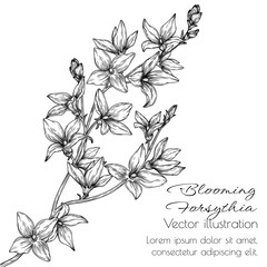 Vector illustration of branch blooming forsythia in engraving style