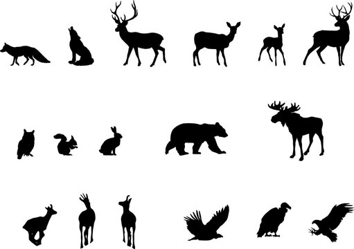 Silhouettes of woodland animals isolated on white background. Deer, doe, favn, moose, bear, fox, hare, owl, bird of prey, chamois, wolf, squirrel.