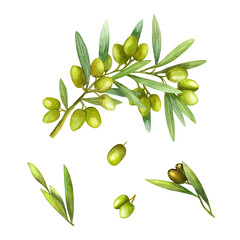 Olive branch with fruits, Watercolor illustration. Green branch. Figure isolated. Design for postcards, packaging, craft, paper and fabric.