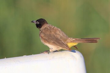 standing on a branch Pycnonotus xanthopygos
