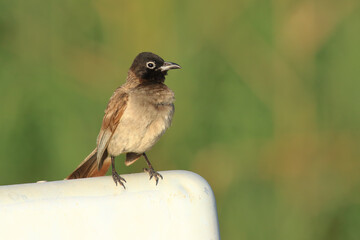 standing on a branch Pycnonotus xanthopygos
