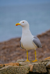 Fototapeta na wymiar A red-billed herring gull (Larus argentatus), typical of the Mediterranean area 