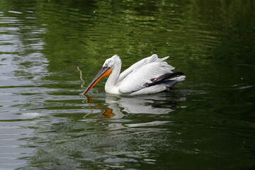 The bird Pelican (Pelecanidae)