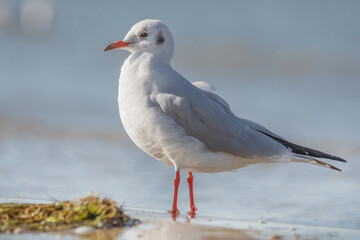 Lachmöwe am Ostseestrand