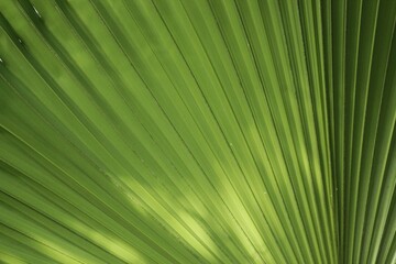Obraz premium green palm leaf