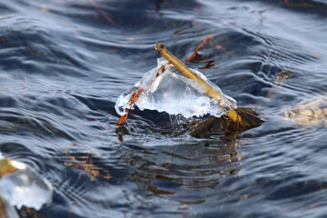 Fototapeta premium Spring time nature image of two branches stuck to together by winter ice that are slowly being freed by the running water of the melting river.