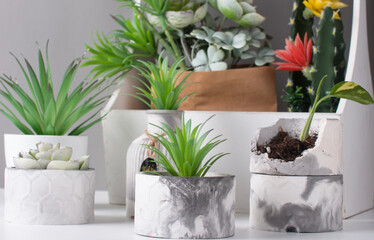 growing succulents at home. Homemade flowers in pots.