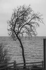 Silhouette of lonely tree by the Black sea