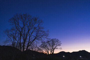 Obraz na płótnie Canvas Winter Sunset and Tree in Japan