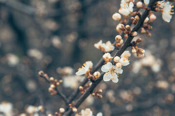 Branch of blossoming cherry plum in spring.