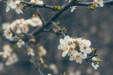 Branch of blossoming cherry plum in spring.
