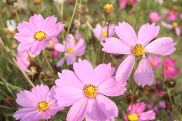 Fototapeta na wymiar pink colored garden cosmos flower