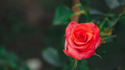 The bright red rose symbolizes love and Valentine's Day.