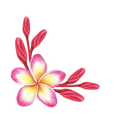 Corner composition of plumeria flowers. Frangipani.Watercolor botanical illustration.Isolated on a white background.For the design of travel brochures, packaging for cosmetics, perfumes