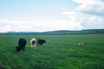 Fototapeta premium Cows grazing on a green summer meadow