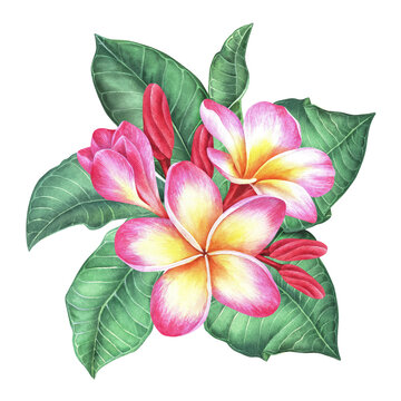 Composition of plumeria flowers and leaves. Frangipani.Watercolor botanical illustration.Isolated on a white background.For the design of stickers, travel brochures, packaging for cosmetics, perfumes