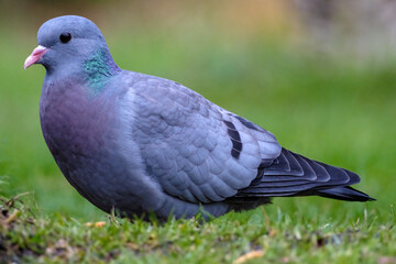 Duif - Pigeon