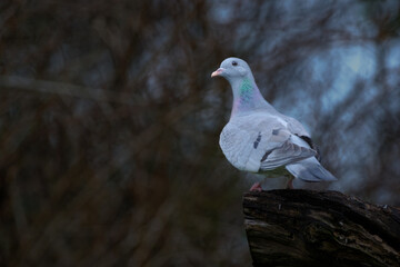 Duif - Pigeon