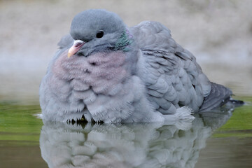Duif - Pigeon
