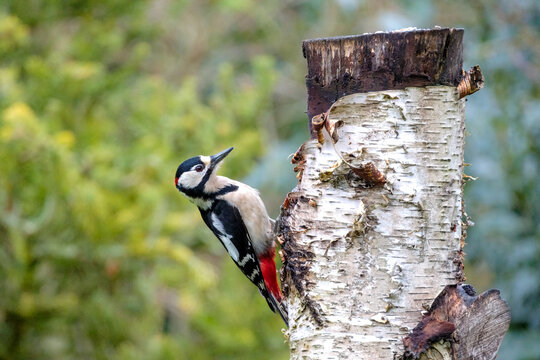 Grote bonte specht - Great spotted woodpecker