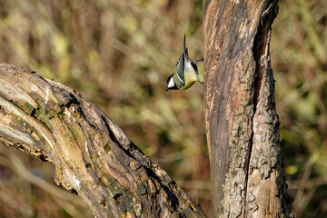 Koolmees - Great tit