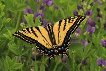 Two tailed swallowtail (papilio multicaudata) butterfly on baptisia flowers
