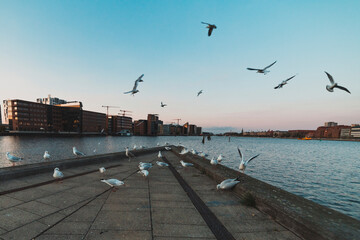 Fototapeta premium flock of seagulls at the pier of city water canal