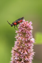 poison ivy sawfly (Arge humeralis) on anise hyssop flower