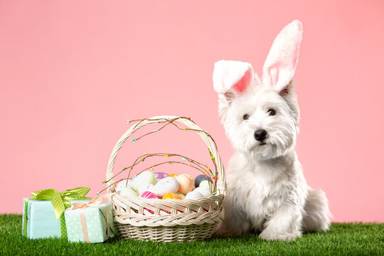 Happy Easter concept. Preparation for the holiday. Cute white dog next to colorful Easter eggs. Spring postcard