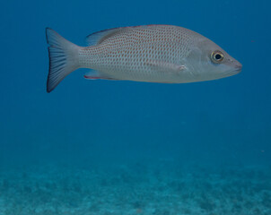 Gray Snapper