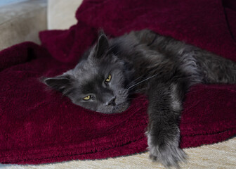 Adult Maine Coon cat lies relaxed on a plush burgundy blanket.