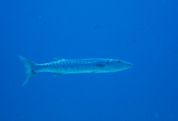 Obraz premium Great Barracuda