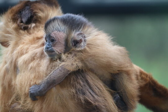 Zwergaffen Bilder Durchsuchen 1,767 Archivfotos, und