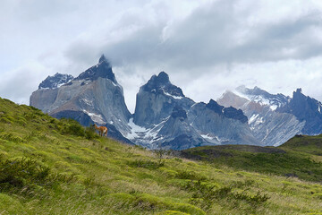 Fototapeta na wymiar mountain view of torres del paine in chile with vicuna