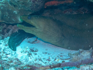 Fototapeta premium Green Moray