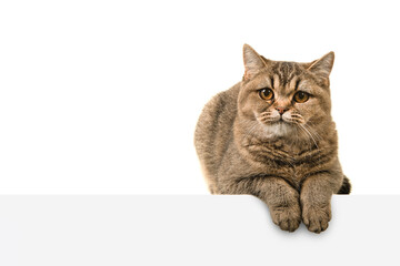 Pretty gold tabby british shorthair cat looking at the camera seen from the front isolated on a white background lying on a white table with space for copy