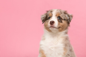 Portrait of cute australian shepherd puppy looking up on a pink background