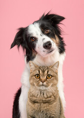 Portrait of a british shorthair cat and a border collie looking at the camera on a pink background