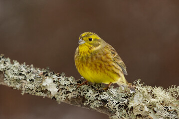 Yellowhammer (Emberiza citrinella) sitting on a mossy branch.