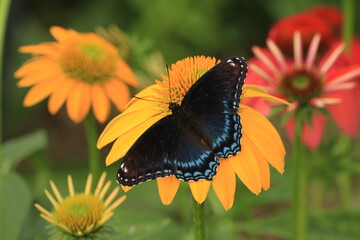 Red spotted purple butterfly (limenits arthemis) with coneflowers
