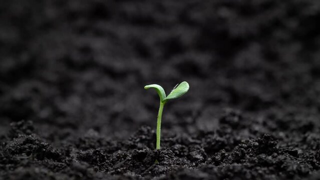 Growing plants in time lapse, Newborn Cucumber Sprouts Germination in Soil. Spring Concept of New Life. Growing Seeds in a Greenhouse. Food Production. Fresh Green Leaf in Spring.