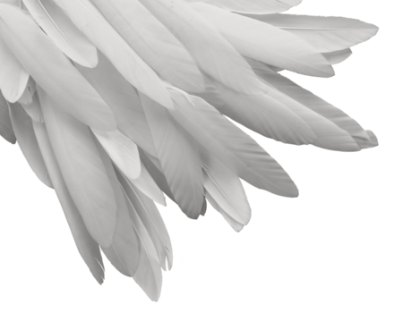 Corner bunch of long white bird feathers transparent png file