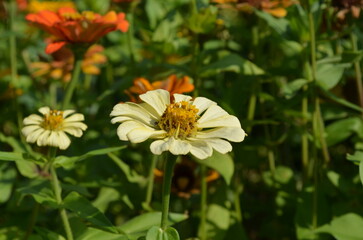 Obraz premium white flower