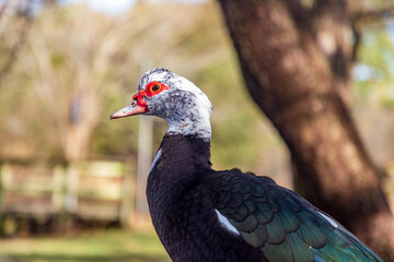 Muscovy Duck, Cairina moschata, at Hermann Park in Houston, Texas.