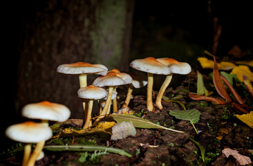 autumn, fungus, food, brown, mushrooms, boletu