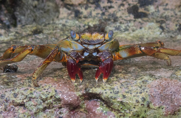 Sally Lightfoot Crab
